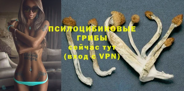 сатива Новокубанск